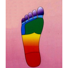 Color Coordinated Body Parts, Laminated 11"x17" Wall Chart, Feet